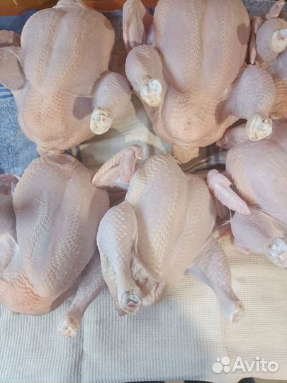 Продам мясо птицы