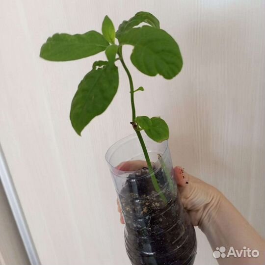 Белопероне цветущая 100