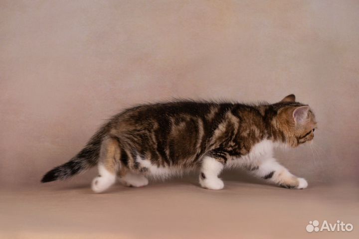 Котик страйт