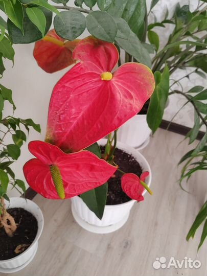 Комнатные цветы