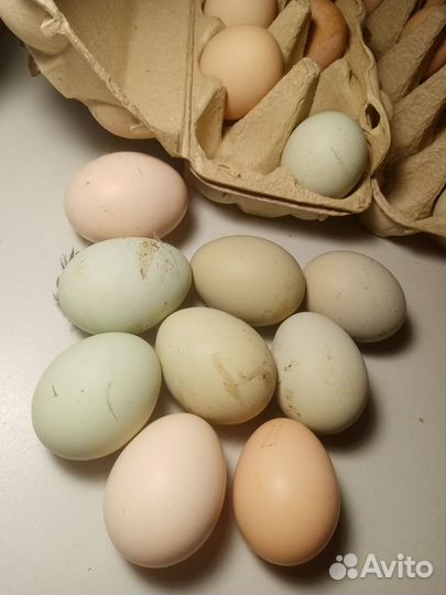 Цыплята из цветного яйца