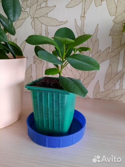 Фикус эластика Робуста