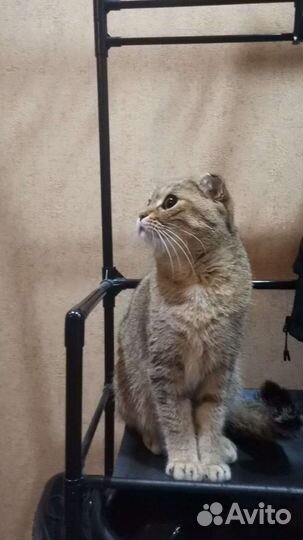 Домашние животные кошки