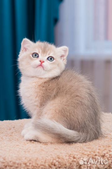 Британская золотая голубая шиншилла