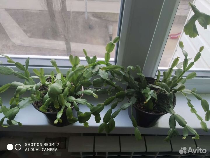 Декабрист в плошке малиновый