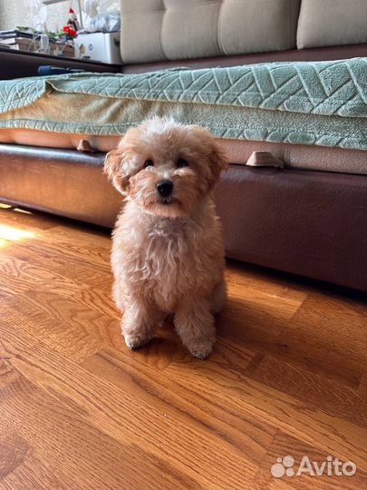 Кинолог (первое занятие по минимальному прайсу)