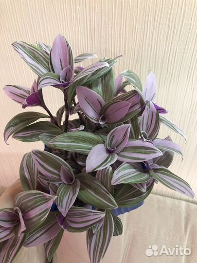 Традесканция