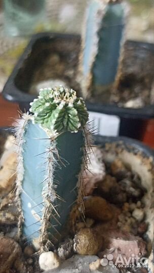 Кактусы редкие