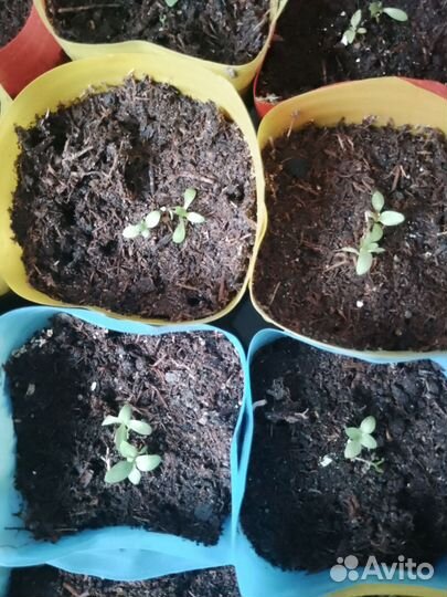 Эустома рассада микс