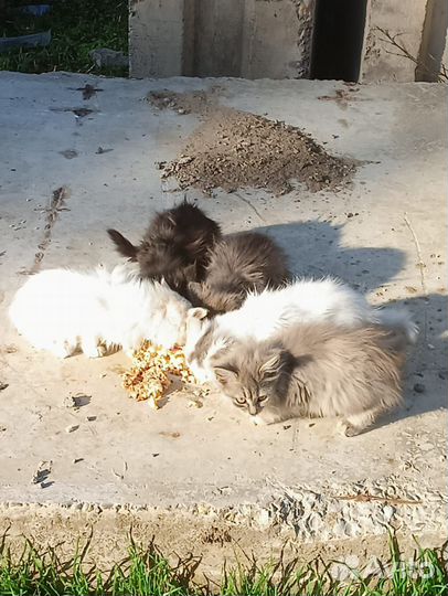 Брошенные котики -ищут любящих хозяев и тёплый дом