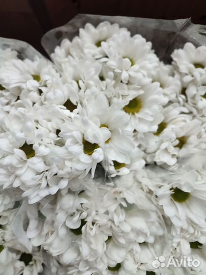 Хризантема кустовая