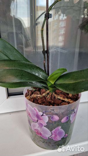Орхидея биглип