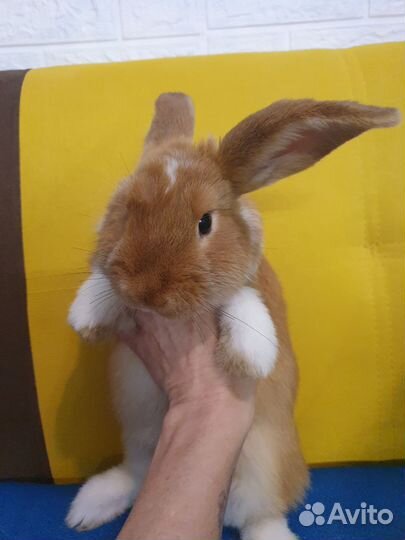 Кролик с клеткой