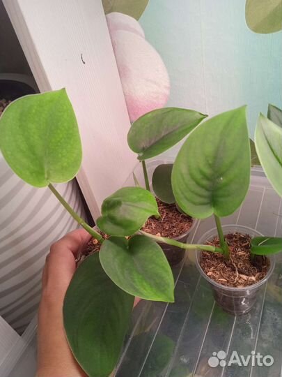 Сциндапсус Мунлайт, Жаде сатин