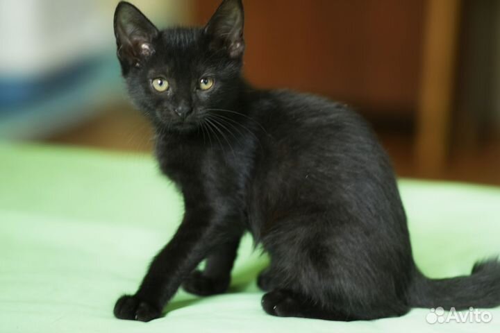 Котенок Уголек в добрые руки