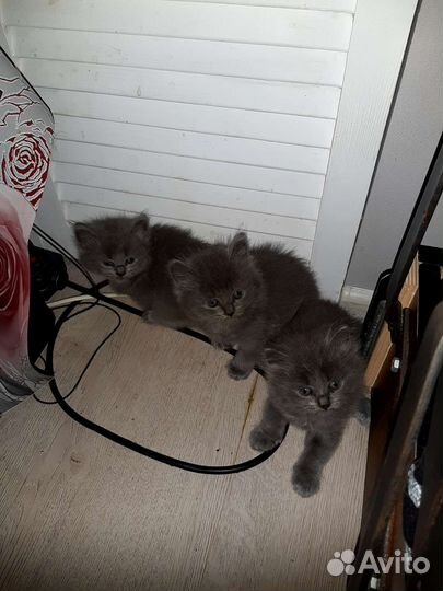 Британские котята