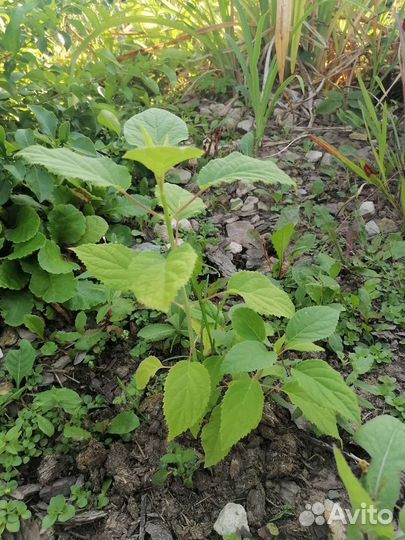 Гортензия анабель