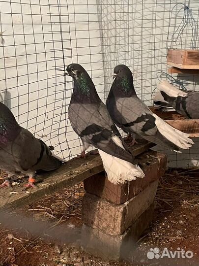 Николаевские голуби