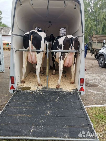 Коневоз,скотовоз,перевозка животных