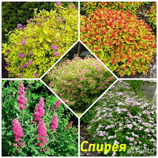 Сирень венгерская, гортензия, спирея и др