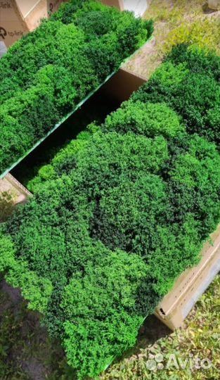 Стабилизированный мох для кашпо панно и декора