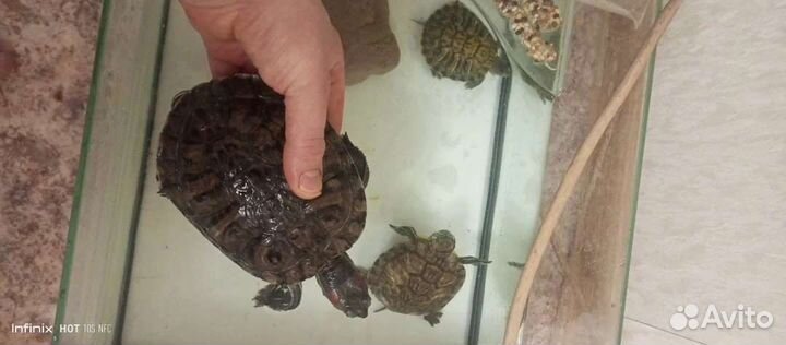 Красноухая черепаха с аквариумом