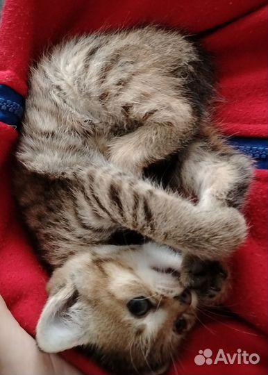 Котята в добрые руки приучены к лотку