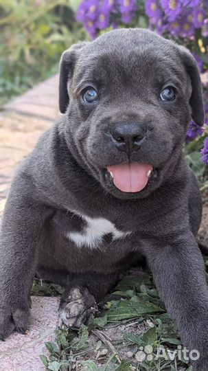 Щенки кане Корсо