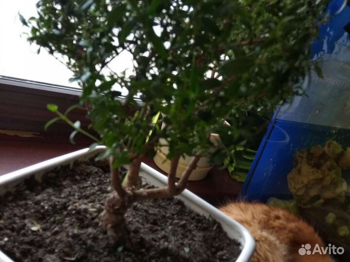 Бересклет форчуна комнатный,кротон, мирт