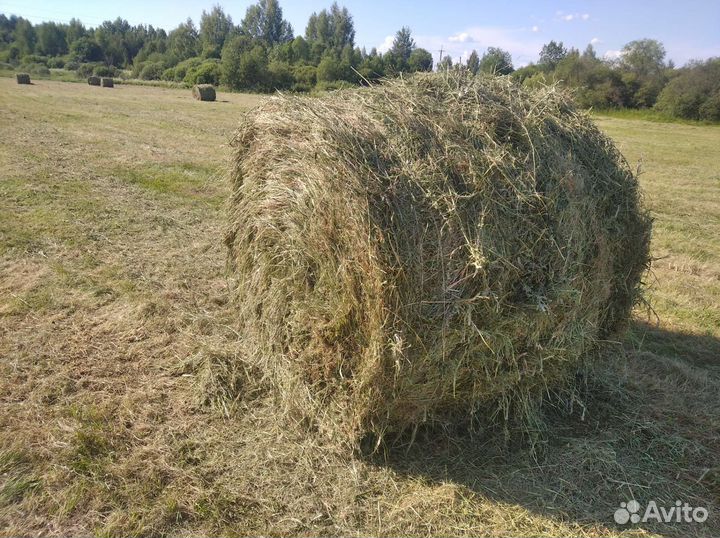 Сено в рулонах 350кг 2024года