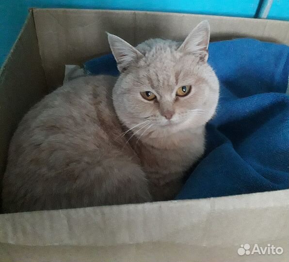 Кошка, возраст примерно 1 год