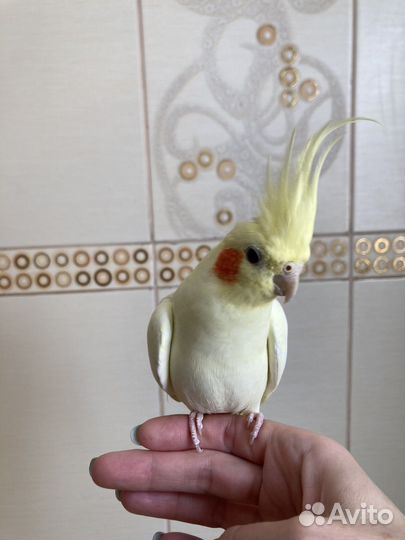 Попугай корелла