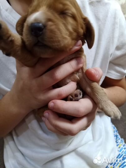 Кокер спаниель