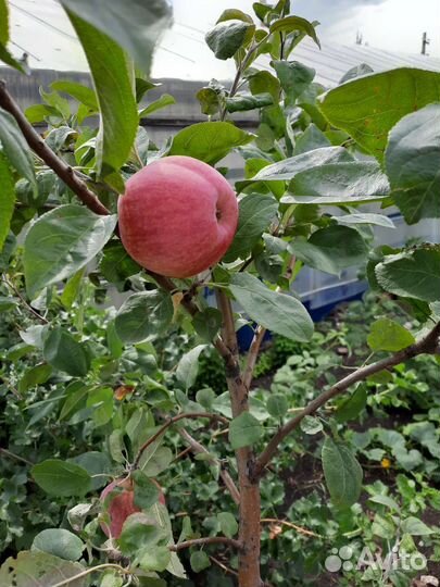 Саженцы яблони