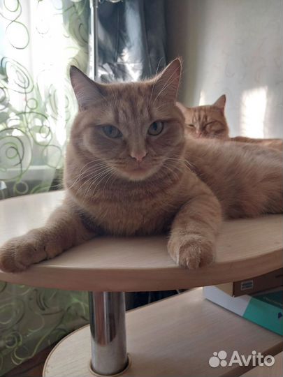 Отдам в добрые руки