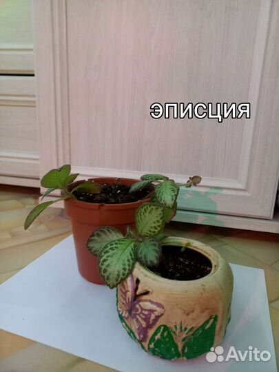 Комнатные растения