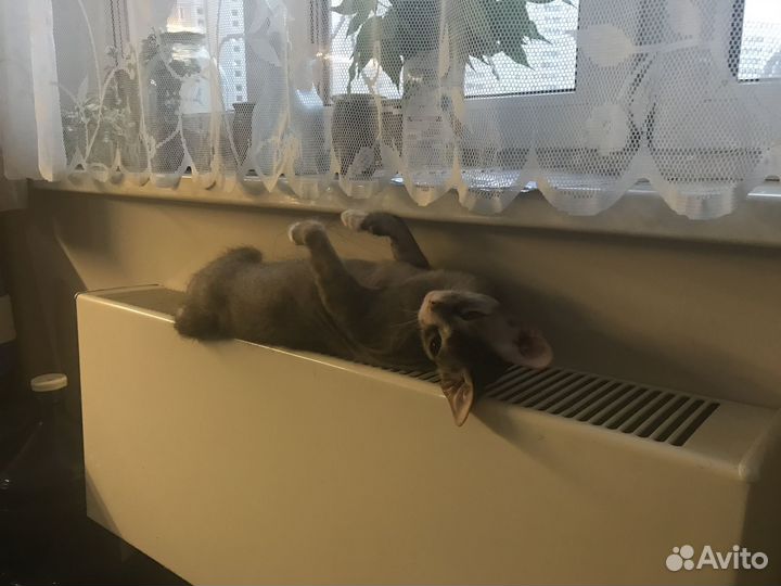 Кот сфинкс браш бесплатно