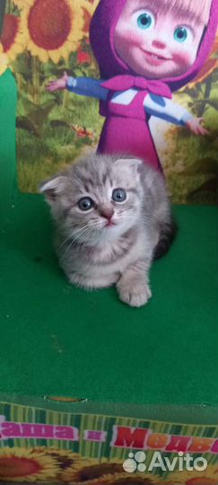 Котята Шотландской вислоухой
