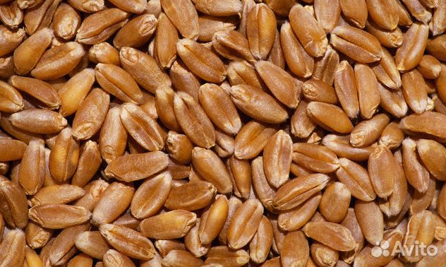 Фуражная пшеница