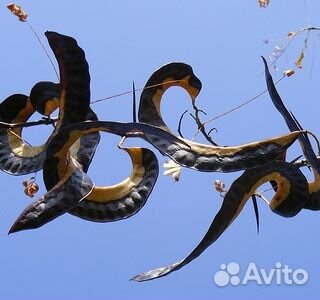 Семена и саженцы гледичии