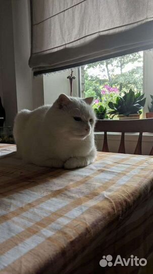 Передержка животных