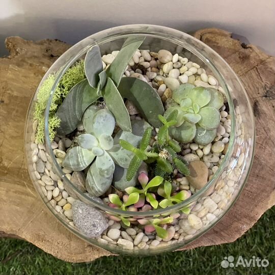 Флорариум «Венера» круглый с суккулентами