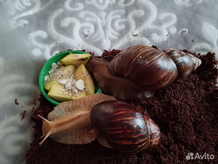 Улитки ахатины