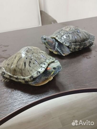 Черепаха