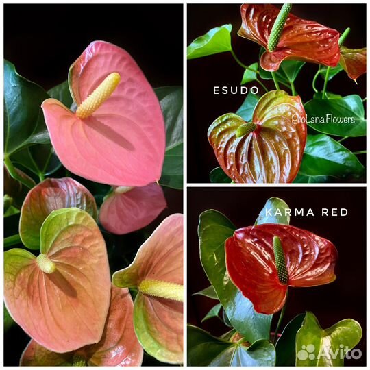 Антуриум микс