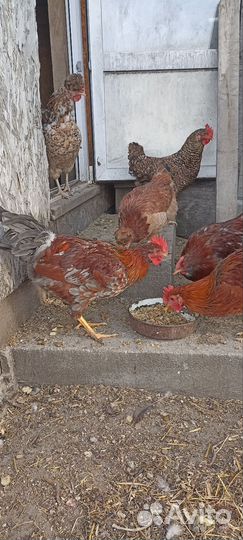 Молодые петушки