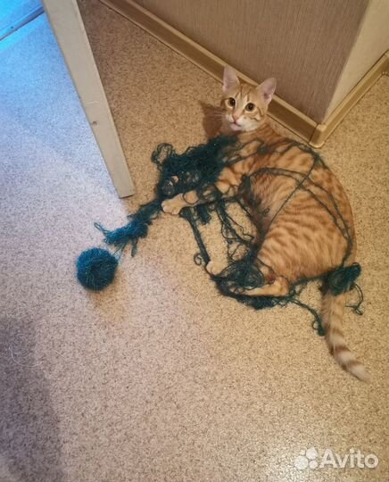 Отдам красивого кота