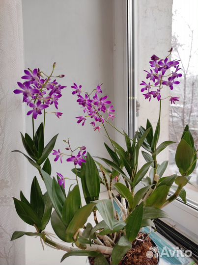 Орхидея дендробиум berry oda