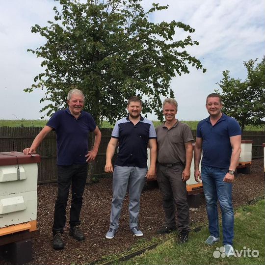 Пчеломатки бакфаст F1, ио и Островные