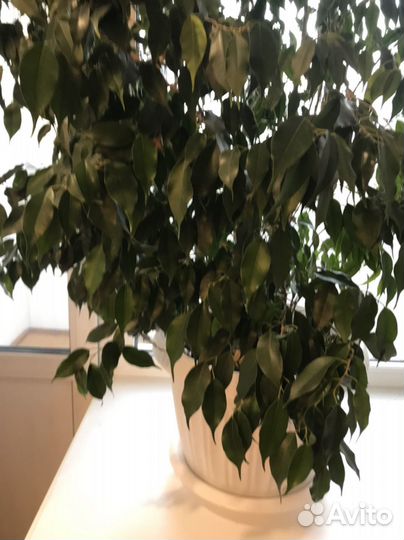 Фикус Бенджамина